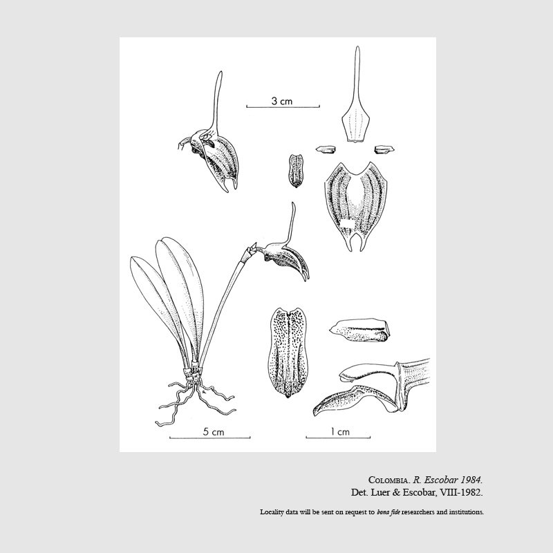 Masdevallia megaloglossa